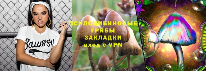 Псилоцибиновые грибы Psilocybe  Лениногорск 